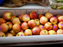 Suas maçãs ficam murchas na geladeira? TudoGostoso revela o jeito certo de armazenar a fruta para mantê-la crocante