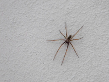 Cuidado com a infestação de aranhas: essas são as melhores dicas para mantê-las afastadas de casa e ter um ambiente mais seguro
