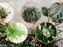 8 plantas que adoram sombra e muito fáceis de cuidar para ter em casa