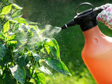 Um jardineiro me ensinou mas eu não quis acreditar: o truque de borrifar água com bicarbonato de sódio nas folhas do limoeiro