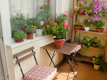 4 plantas que conseguem dar um toque especial na varanda de qualquer apartamento