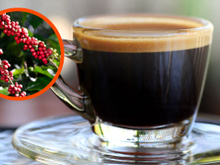 Nada de adeus ao café: o que os produtores brasileiros estão fazendo para salvar o seu cafezinho das mudanças climáticas e do calor excessivo