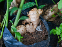Cultivar gengibre em casa é mais fácil do que você imagina: siga esses passos e tenha sempre a benéfica e saborosa raiz na cozinha!