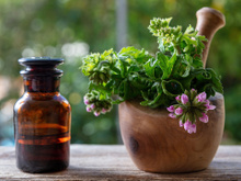 Fiz e funciona: diga adeus aos mosquitos colocando essa planta lado da porta, dica que aprendi com um agrônomo