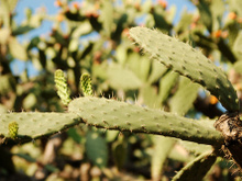 Cactos: uma solução para a fome no mundo?