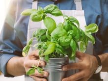 O manjericão cresce com mais vigor e produz folhas mais saborosas se você fizer este truque simples uma vez por semana