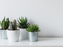 Como cuidar de cactos: confira as dicas do TudoGostoso