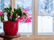 Como podar um cacto de Natal para que ele viva por décadas, com dicas de horticultores