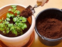 Explosão de cálcio nas plantas de um jeito muito econômico usando como adubo esse ingrediente que você joga no lixo