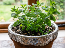 Qual a finalidade de colocar papel alumínio sobre vasos de plantas e como fazer?