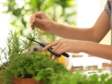 Inclua essa folha na alimentação diária para regular o colesterol: conheça os benefícios e propriedades medicinais desse simples ingrediente