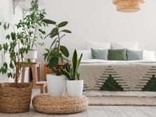 As melhores plantas para ter no quarto do casal: elas ajudam a dormir melhor e ainda decoram o ambiente