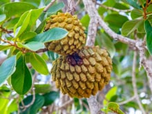 Não é a jaca, nem a graviola: fruta do Cerrado rica em vitamina C impressiona pela riqueza em antioxidantes e já virou até Patrimônio Cultural