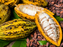 Benefícios do cacau para a saúde: confira