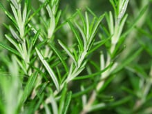 A melhor erva aromática para o fígado: reduz o inchaço e ativa a desintoxicação