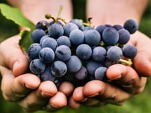 Com benefícios além do vinho, a uva é uma amiga poderosa do seu coração