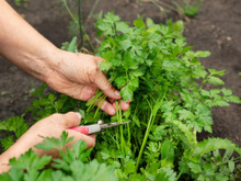 Nunca mais tive que comprar coentro no mercado depois que descobri essas dicas para cultivar em casa