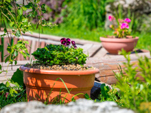 4 formas de proteger seu jardim em uma onda de calor (e o que evitar fazer!)