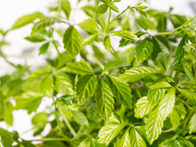 Os Estados Unidos consideram essa planta uma "erva da longevidade" melhor do que o chá verde e tão nutritiva quanto o ginseng (O Vietnã cultiva essa planta em grande quantidade!)