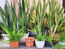 Espada-de-São-Jorge: 5 lugares que parecem bons, mas são péssimos para a planta