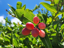 Essa é a fruta mais doce do mundo e existe um motivo: ela muda o sabor dos alimentos mais azedos (até do limão!)