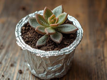 Para que serve colocar papel-alumínio no vaso da suculenta e quando vale a pena usar