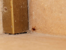 5 maneiras de se livrar de aranhas usando itens domésticos: fáceis, eficazes e sem produtos químicos