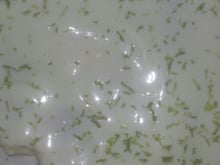 Torta de limão com bolacha Maria