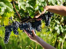 Como o vinho é feito: confira as etapas de produção