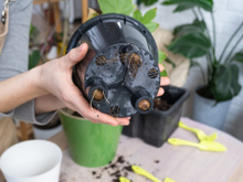 "Vaso sem furinho é uma cilada": jardineiro revela todos os detalhes que vão transformar o cultivo de plantas em vasos na sua casa