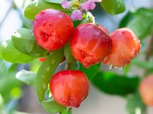 Fruta conhecida como "ouro natural" é uma das mais fáceis de plantar: veja as dicas do TudoGostoso para ter seu quintal recheado delas