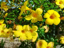 A planta ornamental que floresce o ano inteiro e é perfeita para quem quer mais privacidade