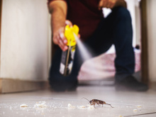 Misturinha com pimenta é a melhor forma caseira de espantar baratas