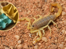Adeus escorpiões: truque simples com caixa de ovo ajuda moradores de Jundiaí a se proteger em casa