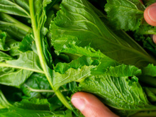 Só alguns brasileiros comem isso, mas é um vegetal muito melhor do que o espinafre e a acelga