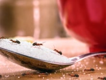 Se sua mãe não te contou, eu te conto o que realmente significa "formiga faz bem pra vista"