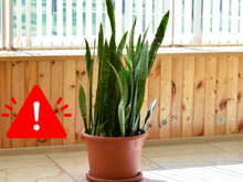 Você nunca deve ter espada-de-São-Jorge em casa nesta situação, pode ser fatal