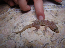 O que significa aparecer lagartixas na sua casa com frequência, segundo a ciência?