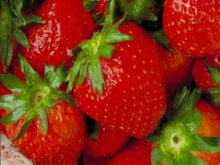 Tentação de morango