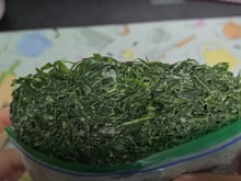 Adeus desperdício: a couve nunca mais estragou na geladeira depois que aprendi a congelar desses dois jeitos (e a forma certa de descongelar!)