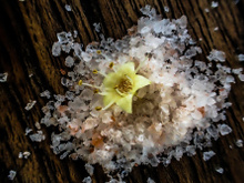 Flor de sal: o que é e benefícios para a saúde