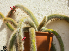 Como plantar rabo-de-macaco em casa: cacto é ótima opção para jardineiros iniciantes. Veja passo a passo e dicas!
