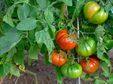 Charles Dowding, um horticultor, explica por que os tomates devem ser colhidos ainda verdes: "Eles amadurecem muito bem fora da planta"