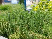 Demorei, mas descobri qual é o melhor lugar para plantar o alecrim: mantenha-o sempre longe das…