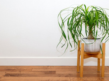 Pouca gente sabe, mas essa planta resistente é vista como símbolo de dinheiro e proteção