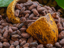 Sou nutricionista e garanto: "O cacau é o alimento com maior poder antioxidante do planeta e, além disso, gera neuroquímica cerebral positiva"