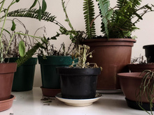 O que significa quando todas as suas plantas morrem, segundo a psicologia (a culpa pode ser sua!)