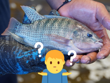 A questão da vez é: Tilápia é peixe? Descubra a verdade sobre o fruto do mar queridinho por ser acessível