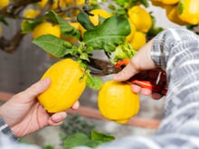 Guia prático para plantar um limoeiro em casa: o TudoGostoso ensina os cuidados que aceleram a produção de frutos