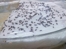 Doce de coco da Marta